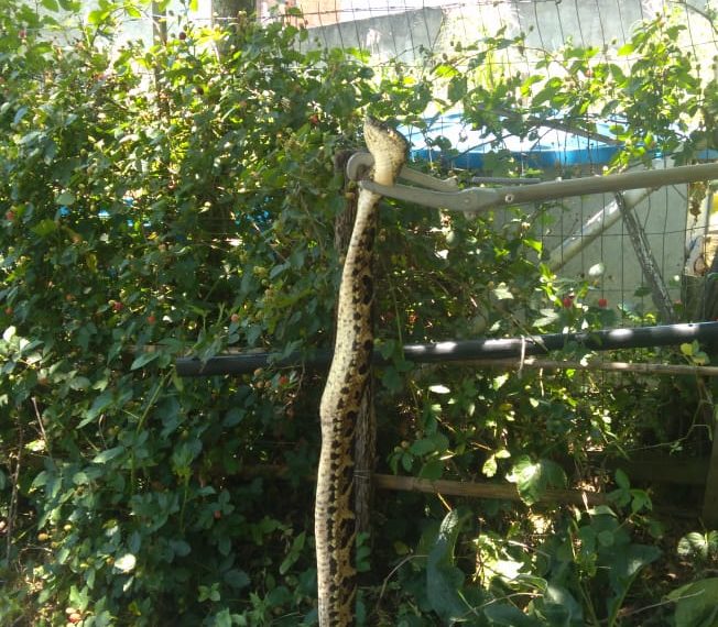 Cobra semelhante à naja é encontrada em Balneário Camboriú - NSC Total