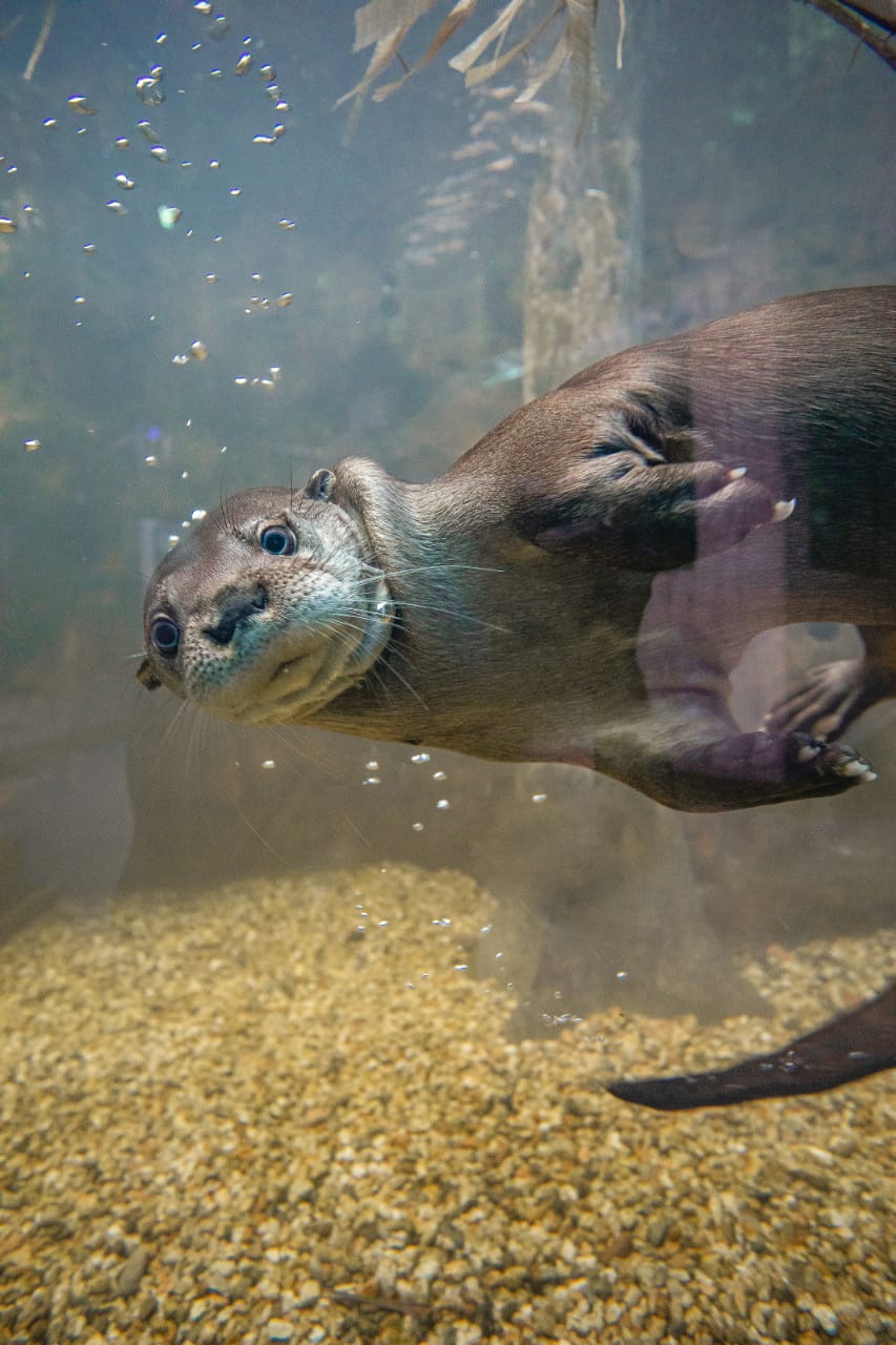 Oceanic Aquarium apresenta a Semana da Lontra em alusão a datas comemorativas da espécie