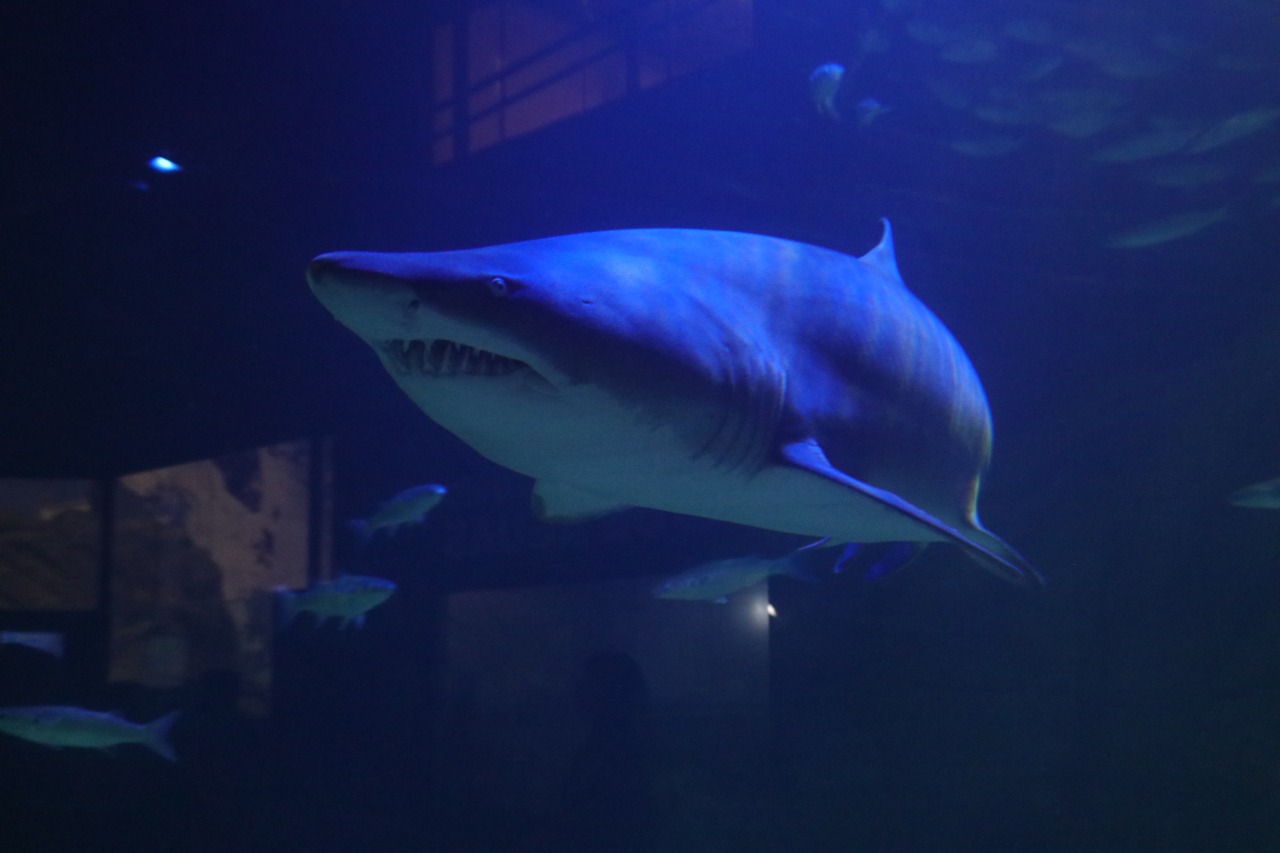 Im Oktober haben Kinder freien Eintritt in das Oceanic Aquarium und den Fun Passport